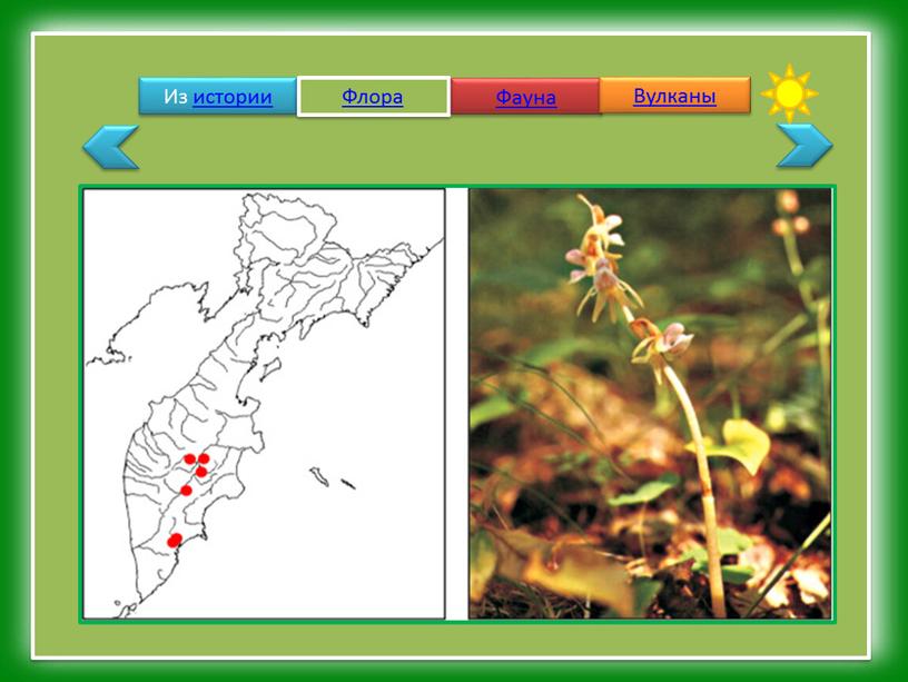 Из истории Флора Фауна Вулканы