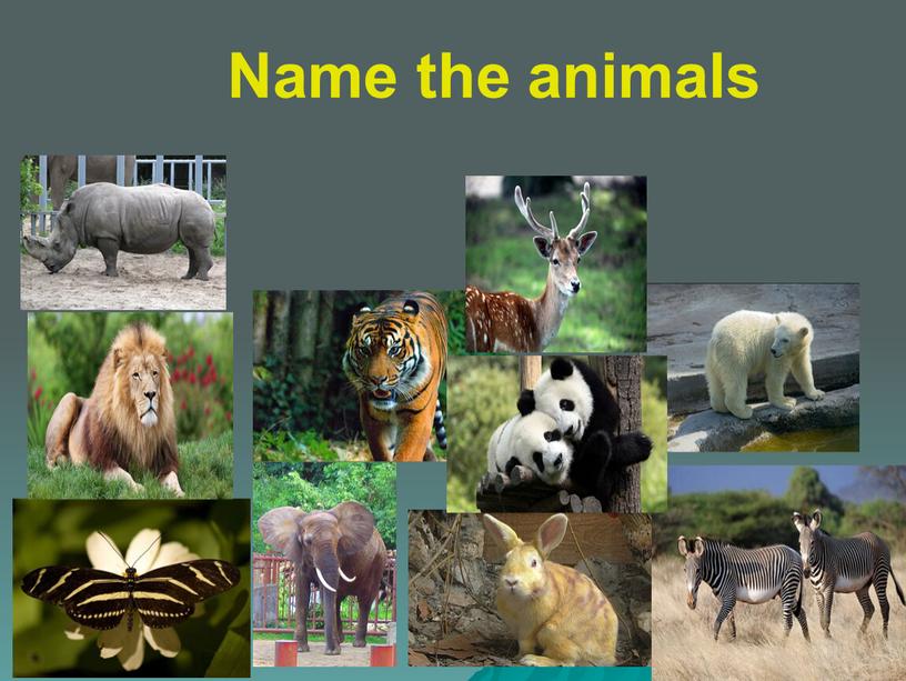 Name the animals