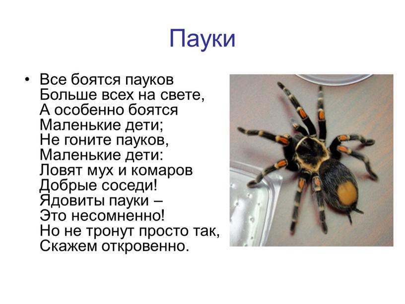 Пауки Все боятся пауков Больше всех на свете,