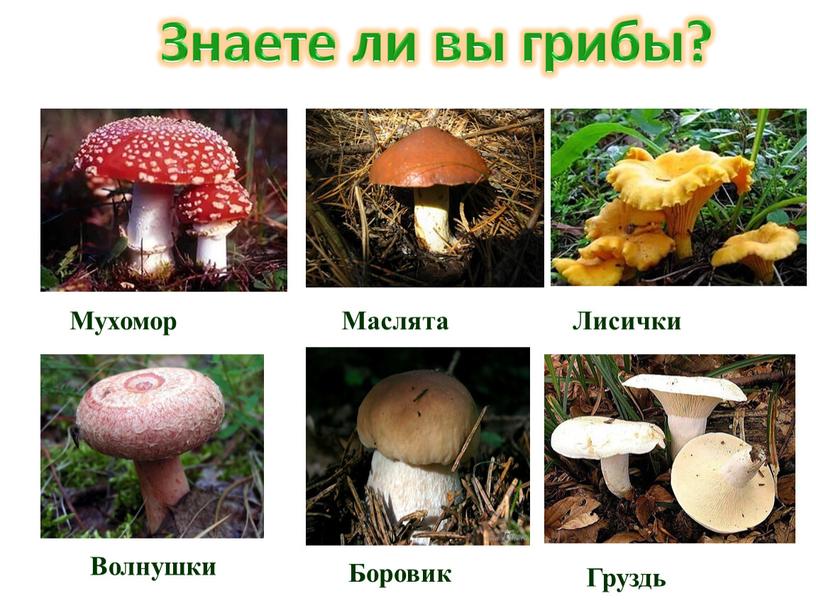 Знаете ли вы грибы? Мухомор Лисички