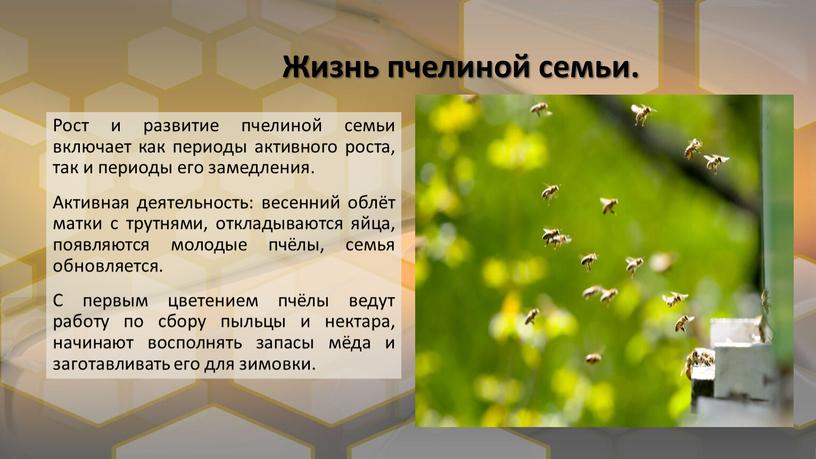 Жизнь пчелиной семьи. Рост и развитие пчелиной семьи включает как периоды активного роста, так и периоды его замедления