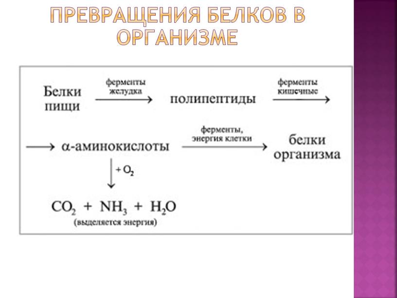 Превращения белков в организме