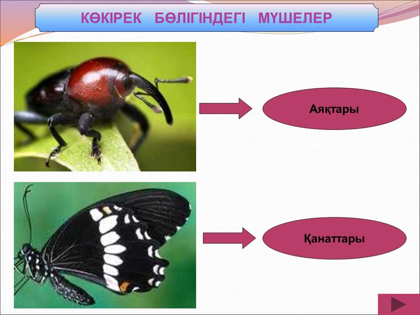 Аяқтары Қанаттары КӨКІРЕК БӨЛІГІНДЕГІ