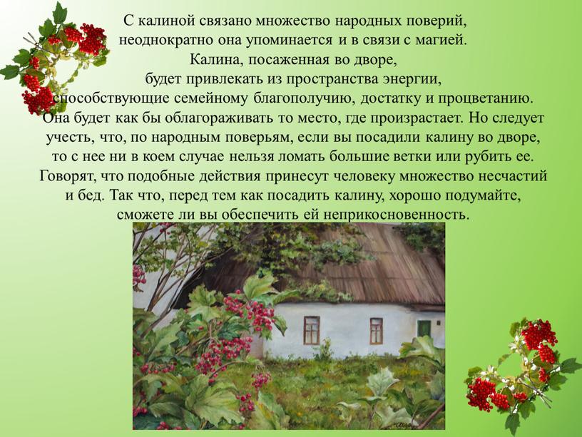 С калиной связано множество народных поверий, неоднократно она упоминается и в связи с магией