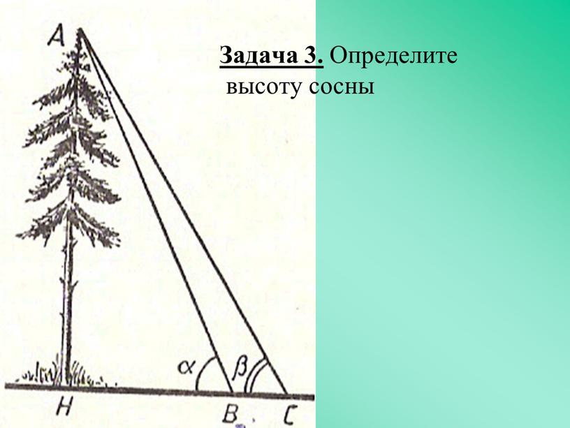 Задача 3. Определите высоту сосны