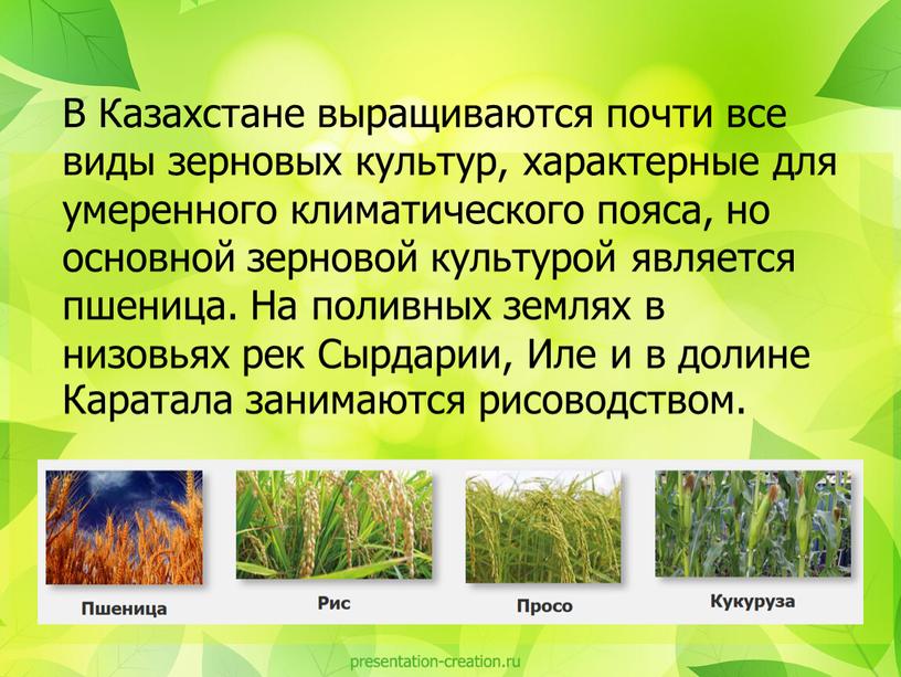 В Казахстане выращиваются почти все виды зерновых культур, характерные для умеренного климатического пояса, но основной зерновой культурой является пшеница