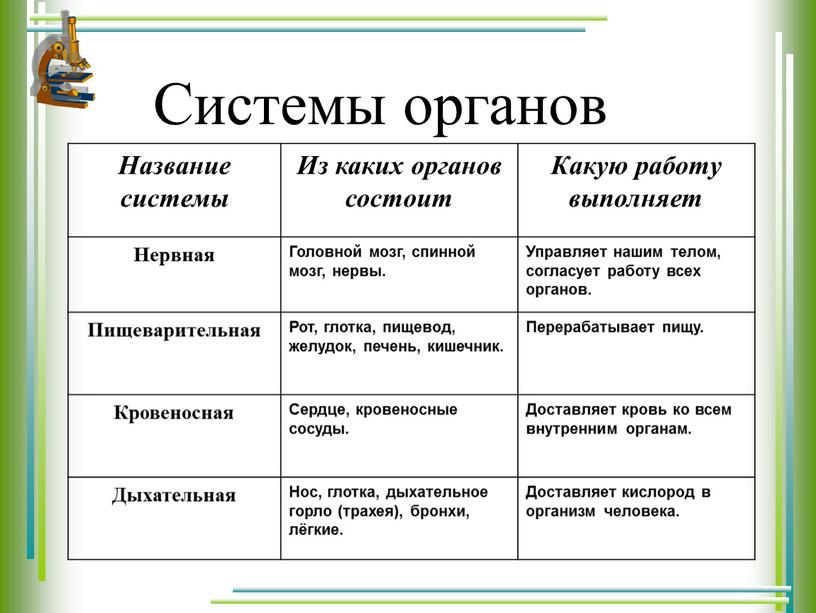 Название системы Из каких органов состоит