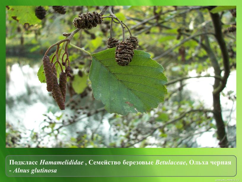 Подкласс Hamamelididae , Семейство березовые