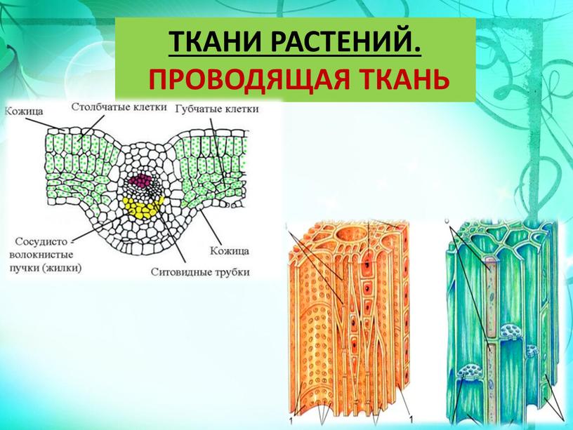 ТКАНИ РАСТЕНИЙ. ПРОВОДЯЩАЯ ТКАНЬ