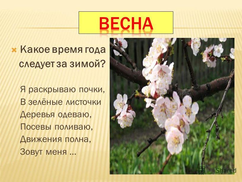 Презентация Времена года