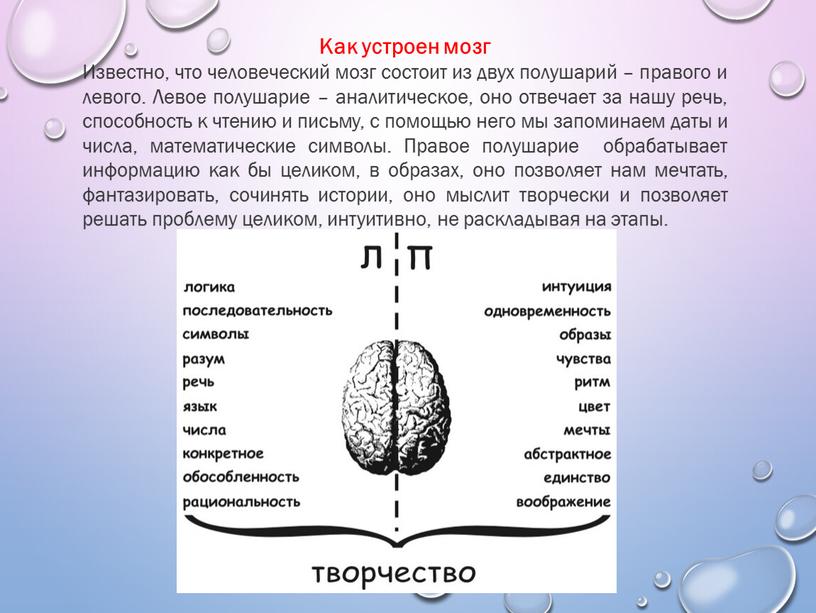 Как устроен мозг Известно, что человеческий мозг состоит из двух полушарий – правого и левого