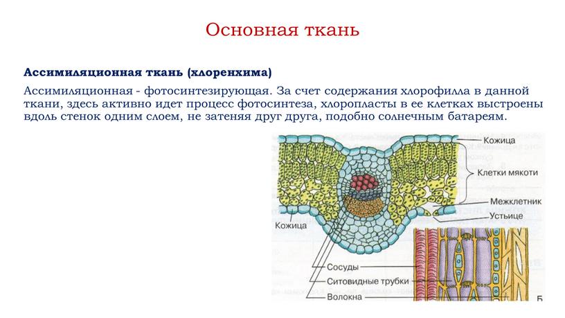 Основная ткань Ассимиляционная ткань (хлоренхима)