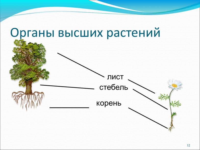 Органы высших растений 12