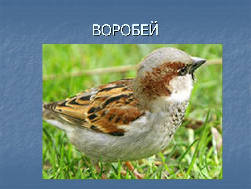 ВОРОБЕЙ