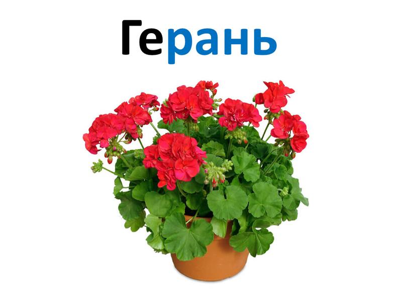 Герань