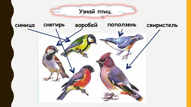 синица снегирь воробей свиристель поползень