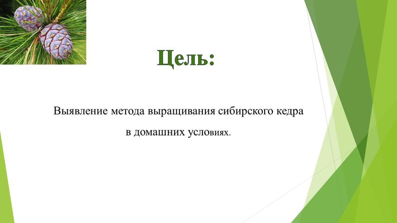 Выявление метода выращивания сибирского кедра в домашних условиях