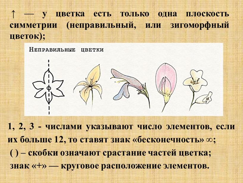 ↑ — у цветка есть только одна плоскость симметрии (неправильный, или зигоморфный цветок); 1, 2, 3 - числами указывают число элементов, если их больше 12,…