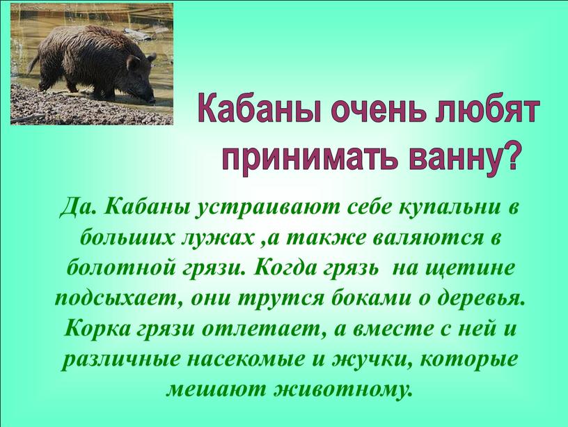 Да. Кабаны устраивают себе купальни в больших лужах ,а также валяются в болотной грязи