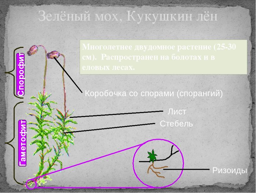 Высшие споровые растения