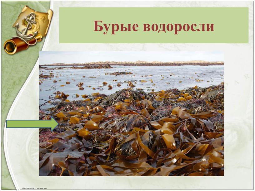 Бурые водоросли