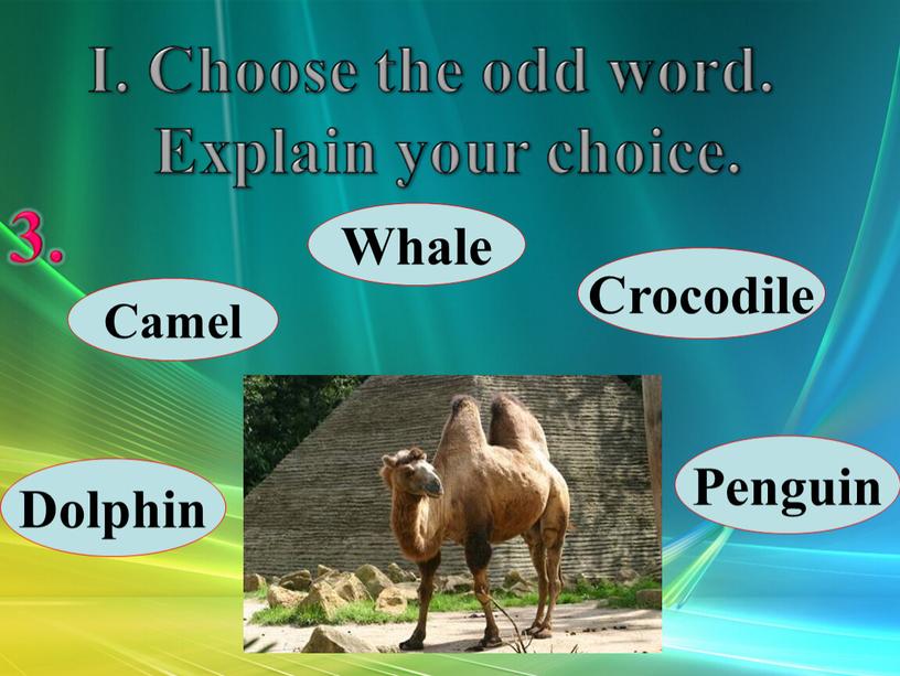 Camel Whale Crocodile Penguin Dolphin