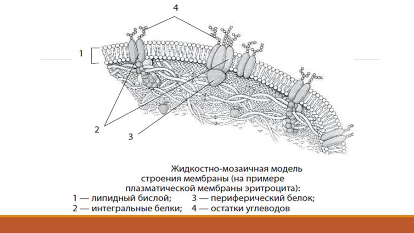 Презентация Клетка как биологическая система. Подготовка к ЕГЭ