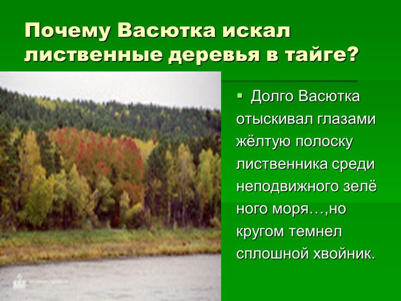 Почему Васютка искал лиственные деревья в тайге?