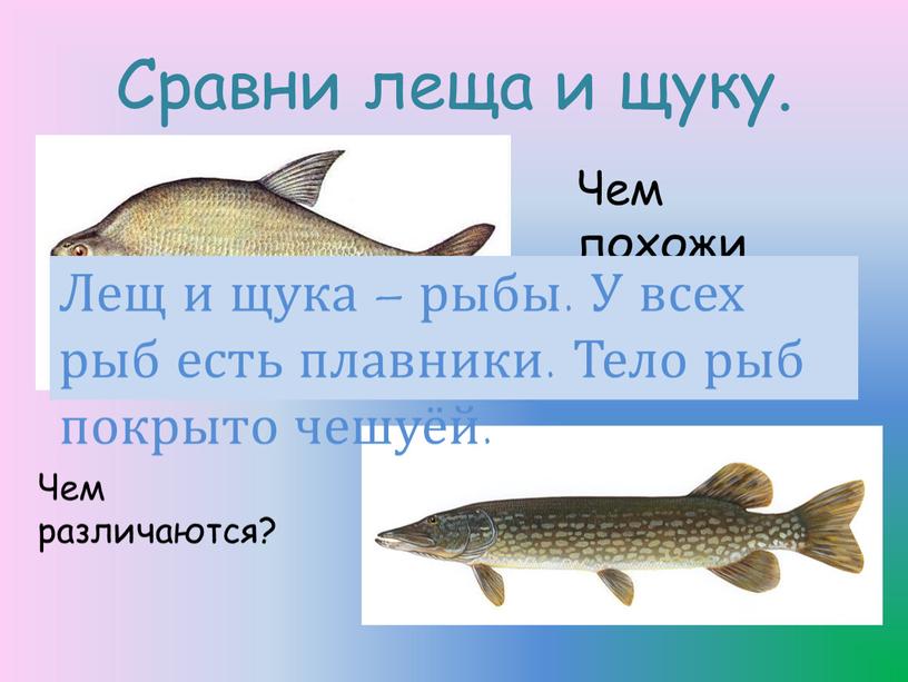 Сравни леща и щуку. Чем похожи эти рыбы?