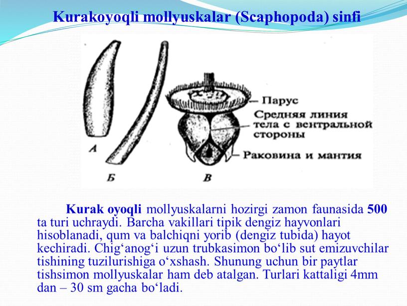 Kurakoyoqli mollyuskalar (Scaphopoda) sinfi