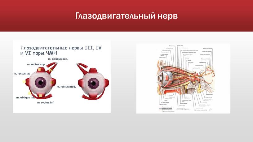 Глазодвигательный нерв