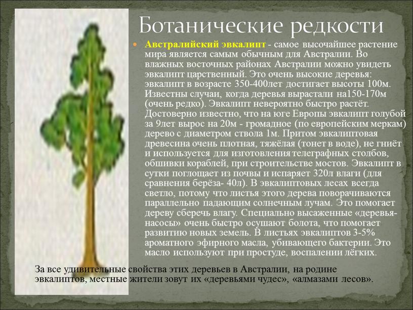 Австралийский эвкалипт - самое высочайшее растение мира является самым обычным для