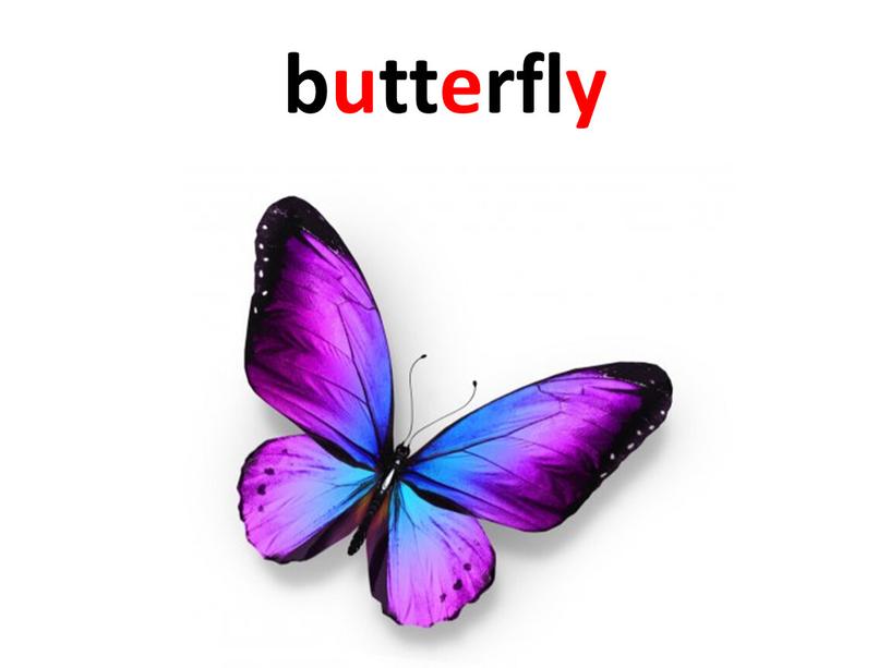 butterfly