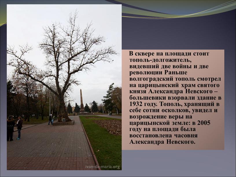 В сквере на площади стоит тополь-долгожитель, видевший две войны и две революции