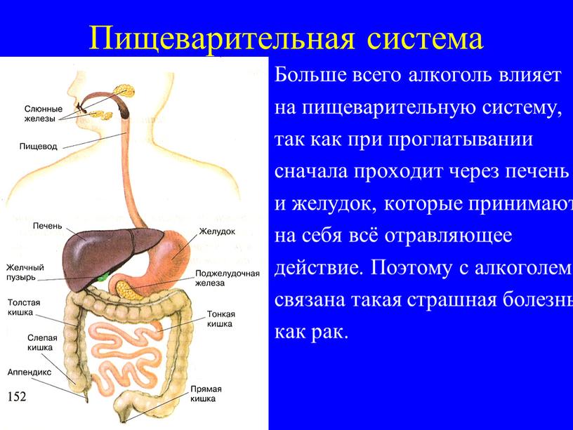 Пищеварительная система Больше всего алкоголь влияет на пищеварительную систему, так как при проглатывании сначала проходит через печень и желудок, которые принимают на себя всё отравляющее…