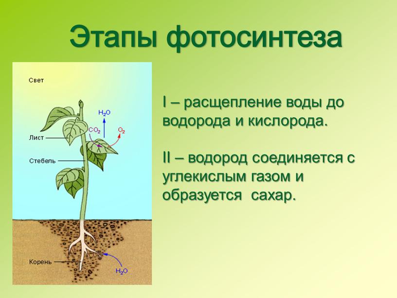 Этапы фотосинтеза Ι – расщепление воды до водорода и кислорода