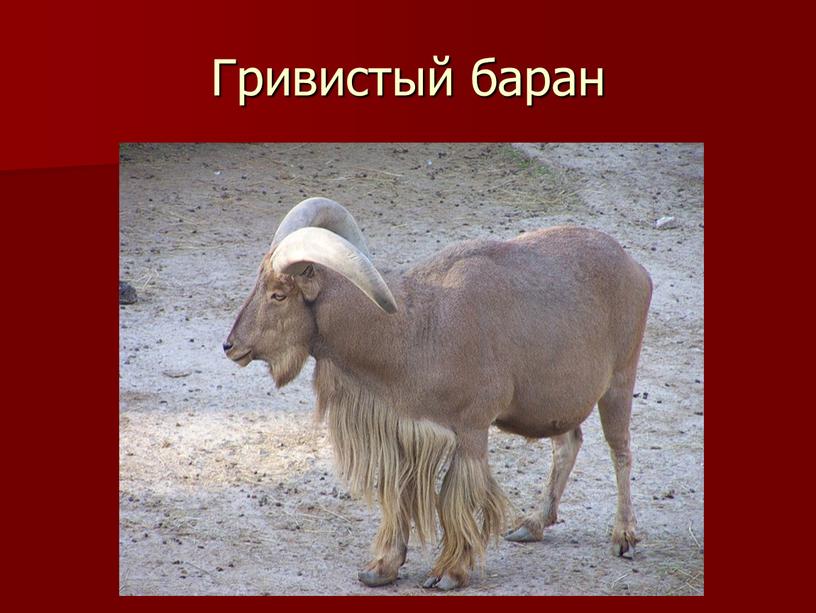 Гривистый баран