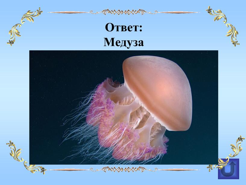 Ответ: Медуза