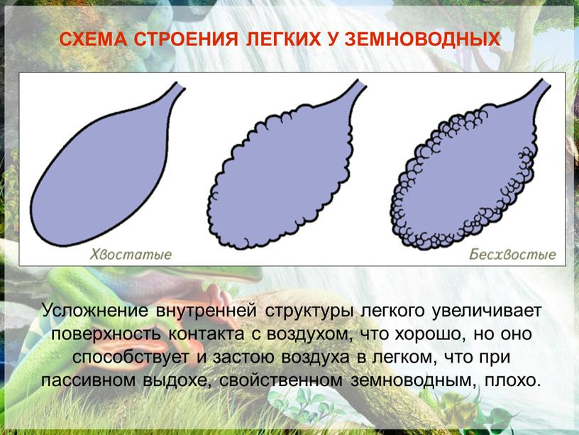 СХЕМА СТРОЕНИЯ ЛЕГКИХ У ЗЕМНОВОДНЫХ