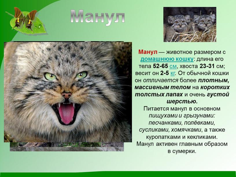 Манул — животное размером с домашнюю кошку : длина его тела 52-65 см, хвоста 23-31 см; весит он 2-5 кг