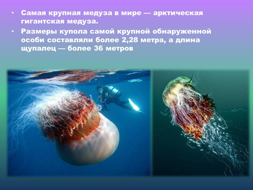 Самая крупная медуза в мире — арктическая гигантская медуза