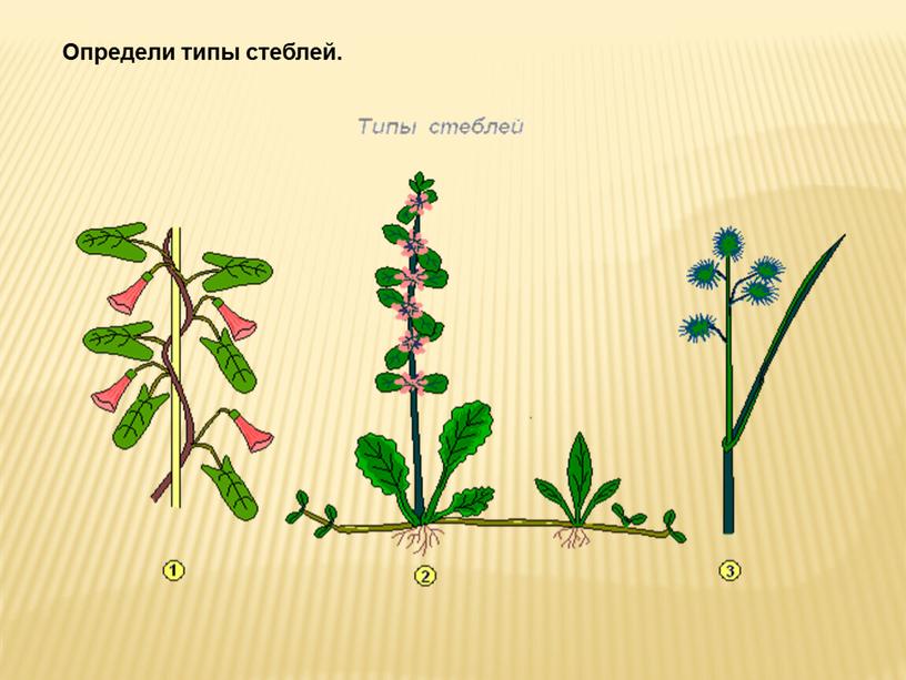 Определи типы стеблей.