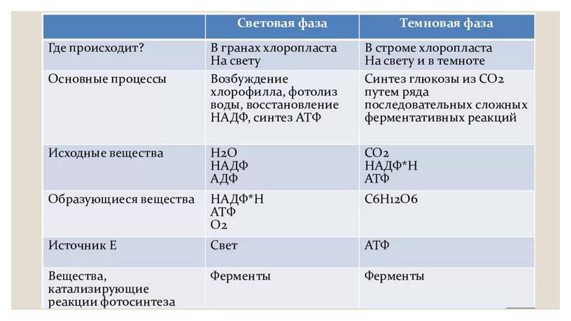 Презентация Метаболизм. Фотосинтез. Теория ЕГЭ