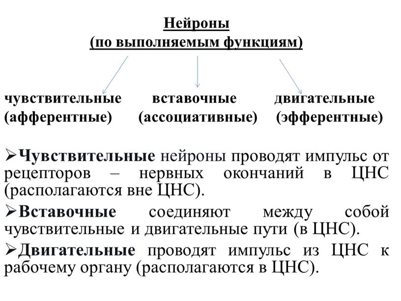 Нейроны (по выполняемым функциям) чувствительные вставочные двигательные (афферентные) (ассоциативные) (эфферентные)