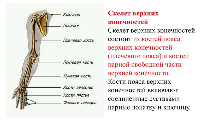 Скелет верхних конечностей Скелет верхних конечностей состоит из костей пояса верхних конечностей (плечевого пояса) и костей парной свободной части верхней конечности