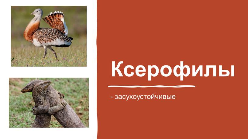 Ксерофилы - засухоустойчивые