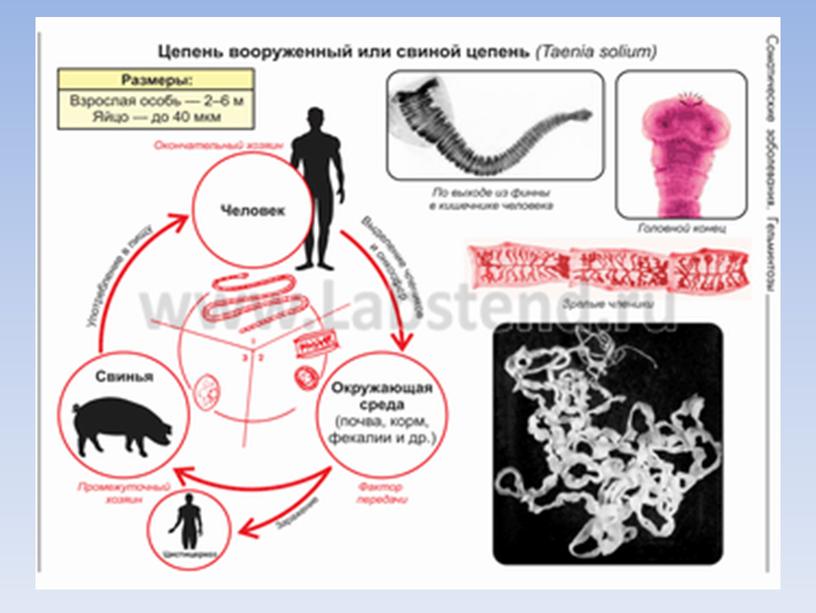 Презентация по биологии на тему "Паразитические плоские черви" (7класс)