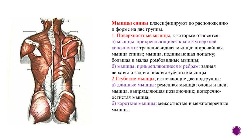 Мышцы спины классифицируют по расположению и форме на две группы