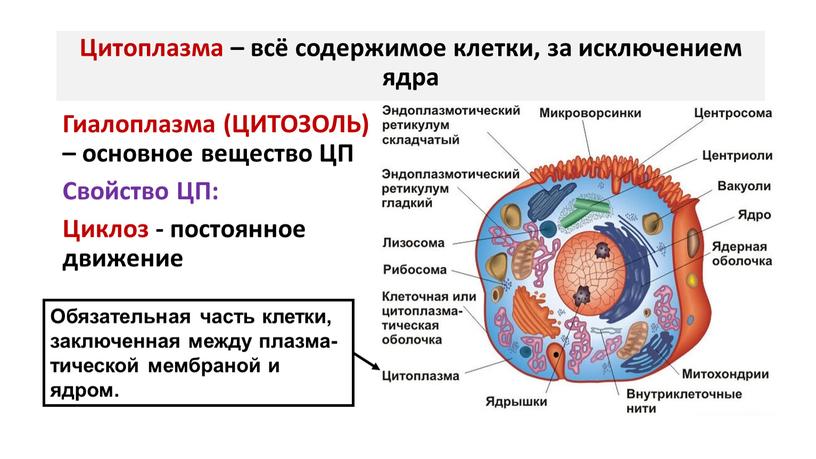 Цитоплазма – всё содержимое клетки, за исключением ядра