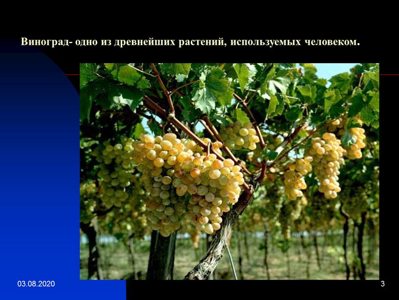 Виноград- одно из древнейших растений, используемых человеком